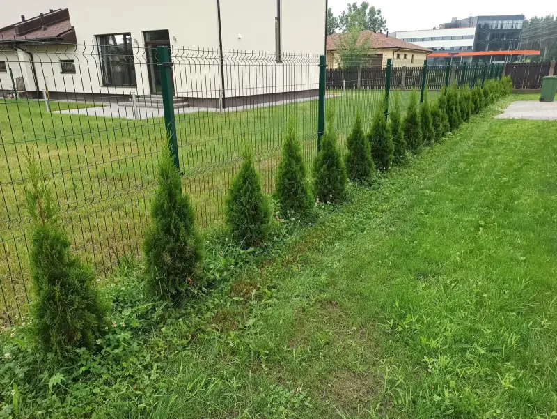Pirms: tūju dzīvžoga kopšana gar žogu