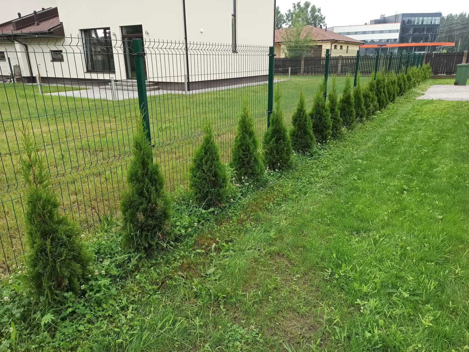 Pirms: tūju dzīvžoga kopšana gar žogu