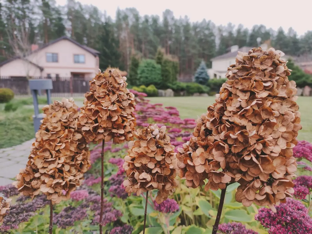 Sausas hortenziju ziedkopas puķu dobē rudens dārzā