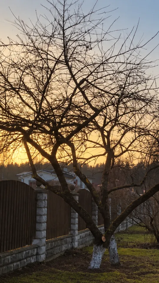 Augļu koka vainags pēc Green Rise veiktās apgriešanas
