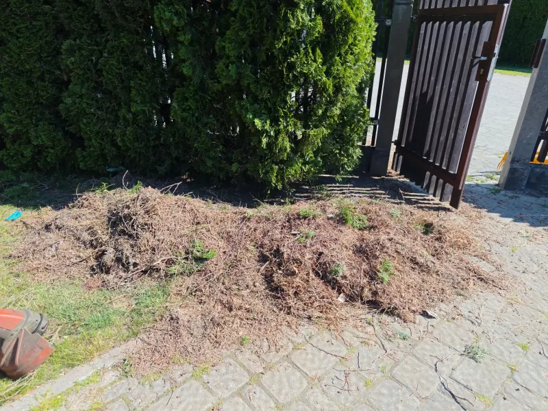Sausas skujas un augu atliekas pēc dzīvžoga tīrīšanas