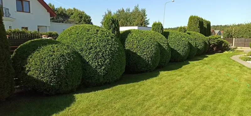 Tūju topiārā cirpšana. Dreiliņi.