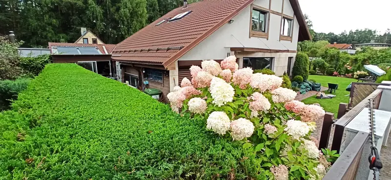Dzīvžoga cirpšana. Kalngale.
