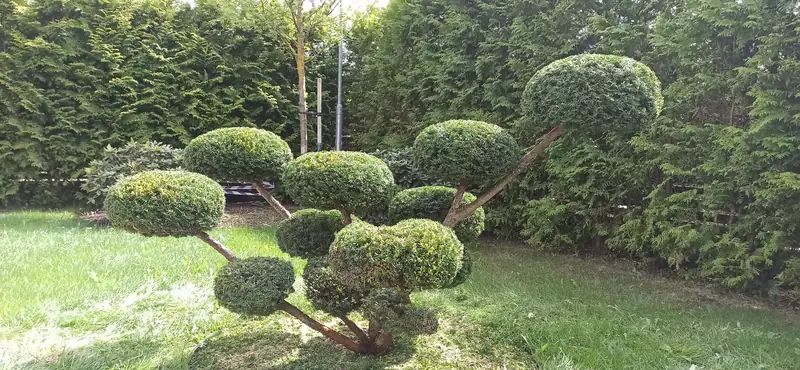 Īves topiārā cirpšana. Piņķi.