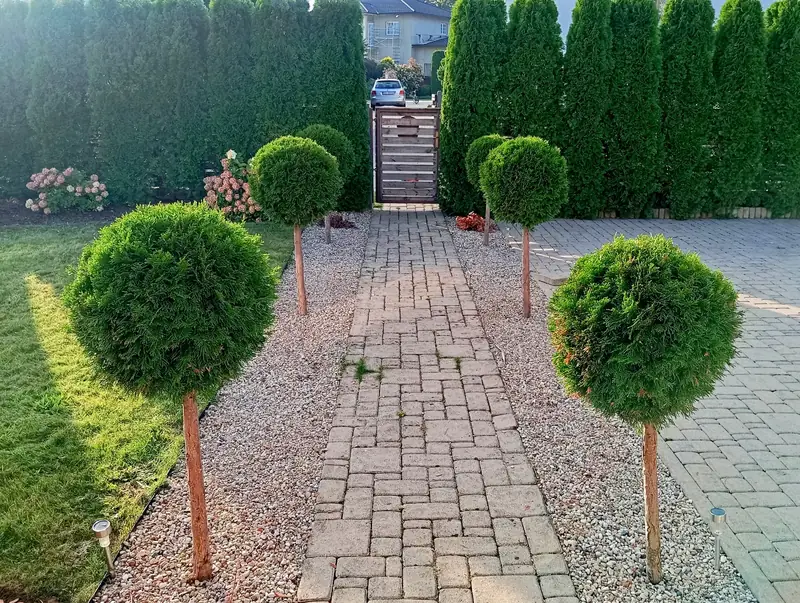 Augststumbra tūju stādīšana. Piņķi.